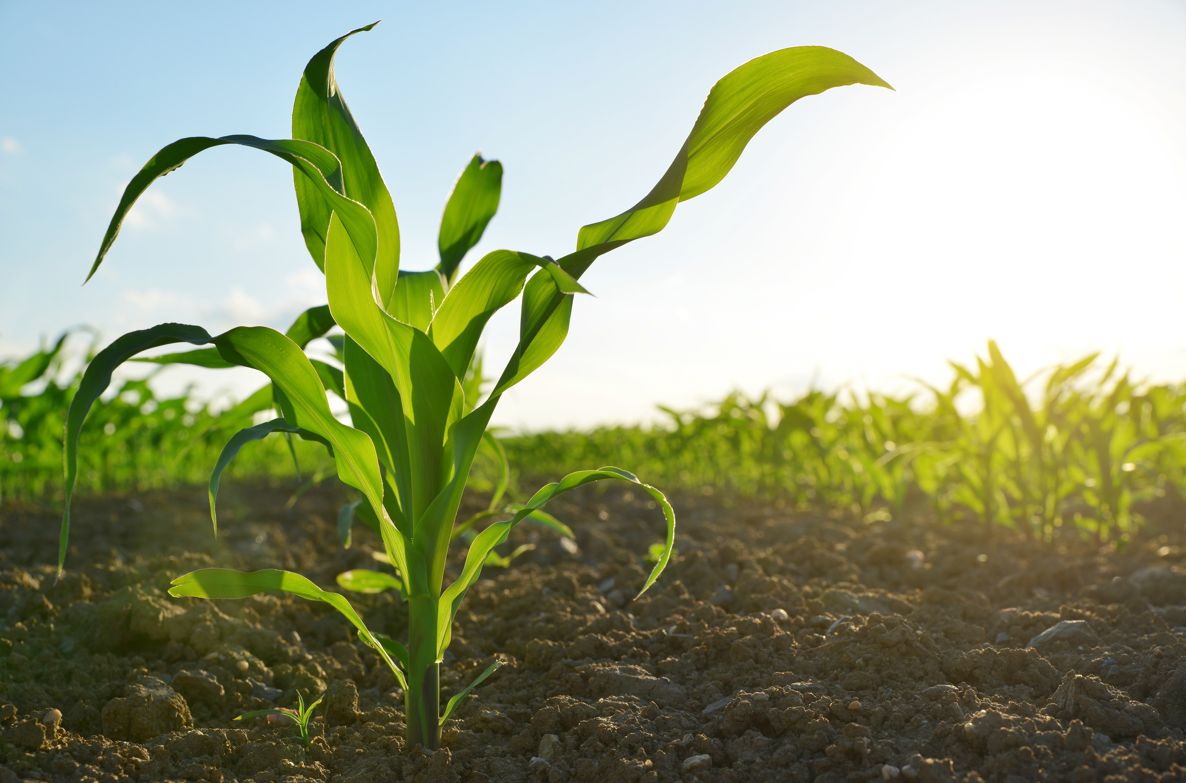 This is the last post in our series of outlining the available OMRI-listed products from The Andersons new organic warehouse in Waterloo, Indiana.