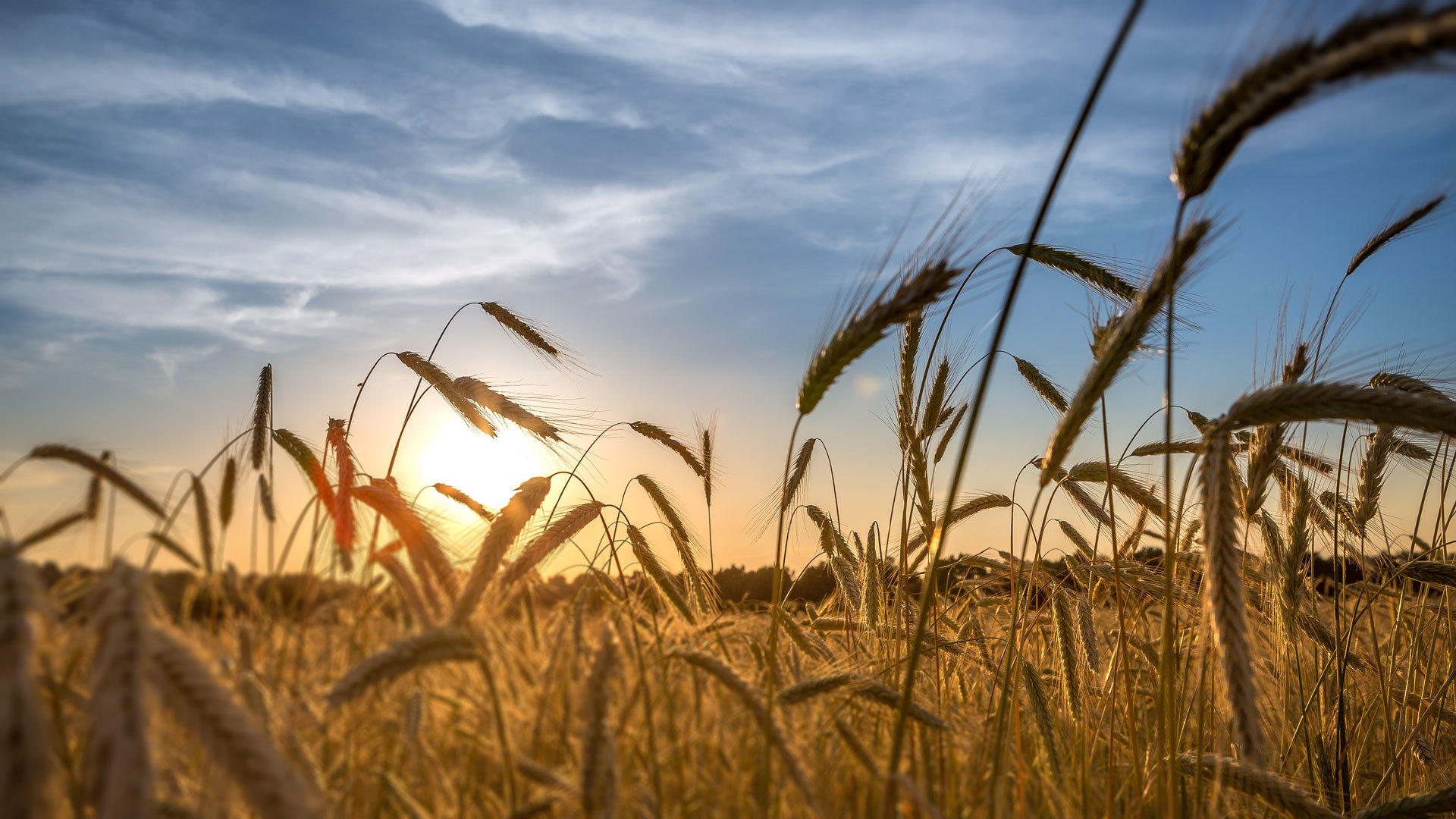 The market for organic grains such as corn, soybeans, and wheat can be volatile from year to year or even over a growing season based on constant changes...