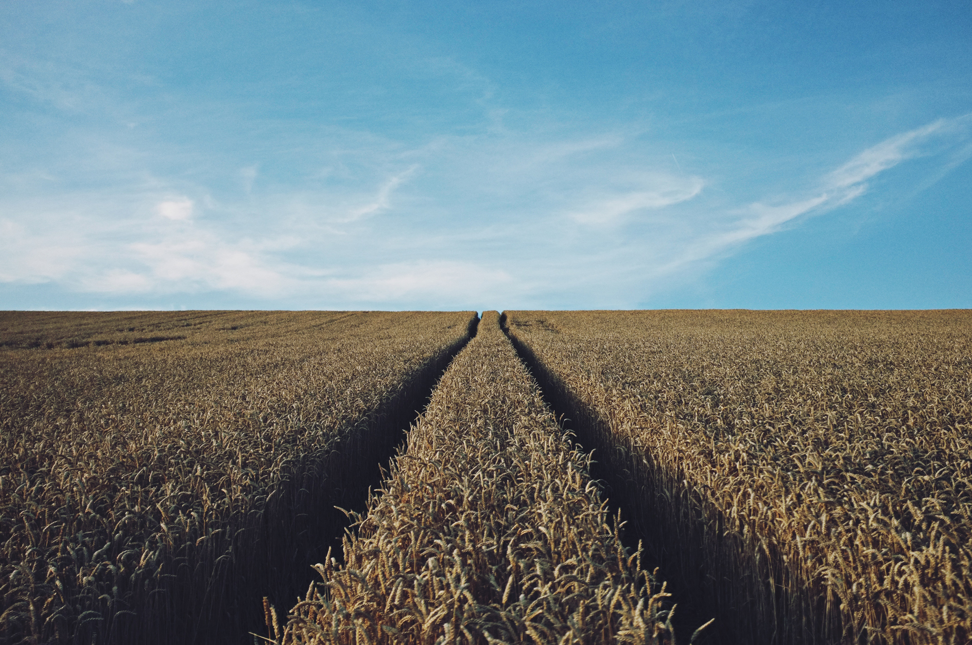 What is the ultimate soil and plant system to accelerate photosynthesis?