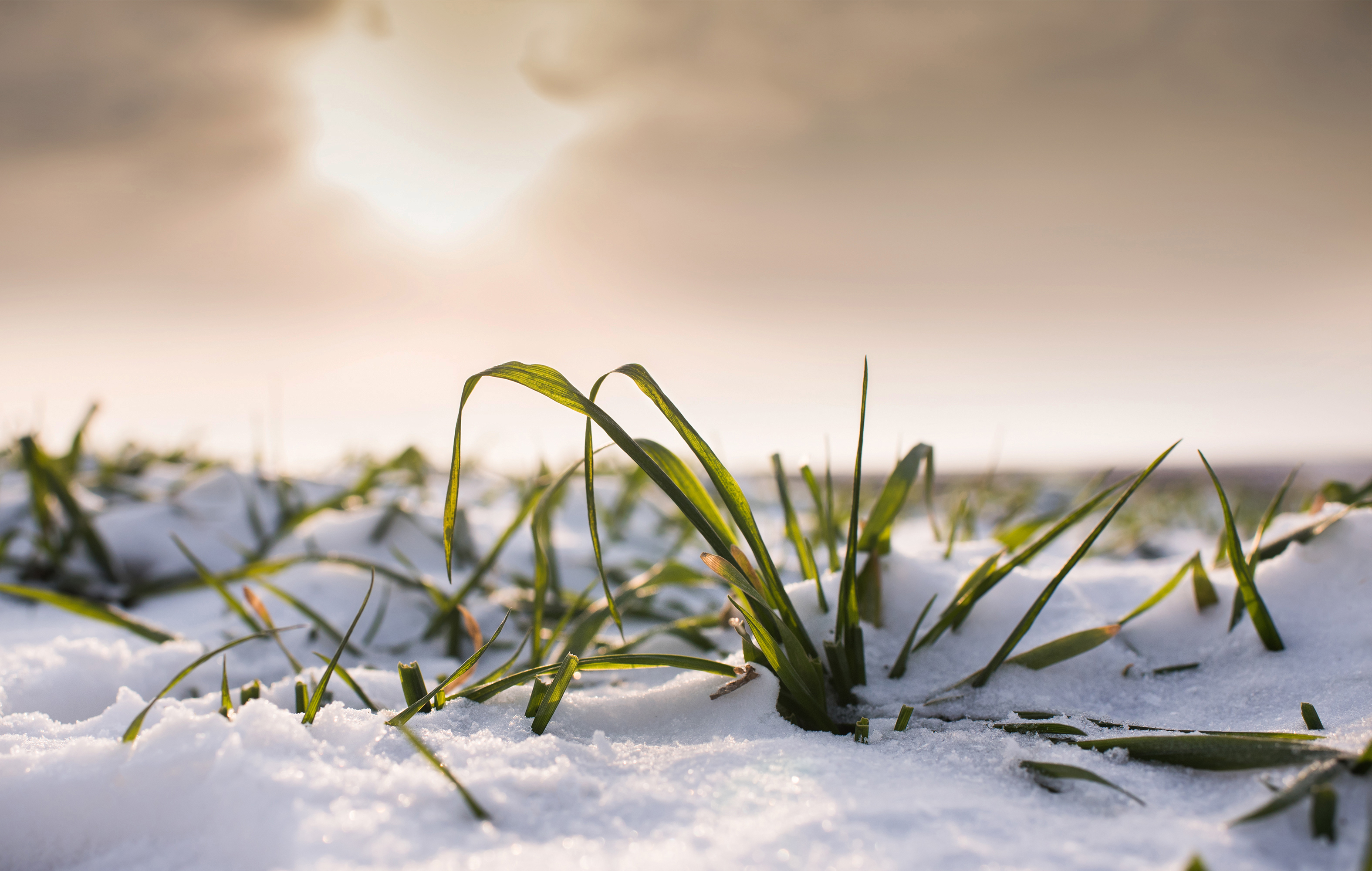 Walking in a winter wonderland…of green cover crops peeking through snow, fall-seeded small grains, and fields that can’t wait to be frost-seeded soon.