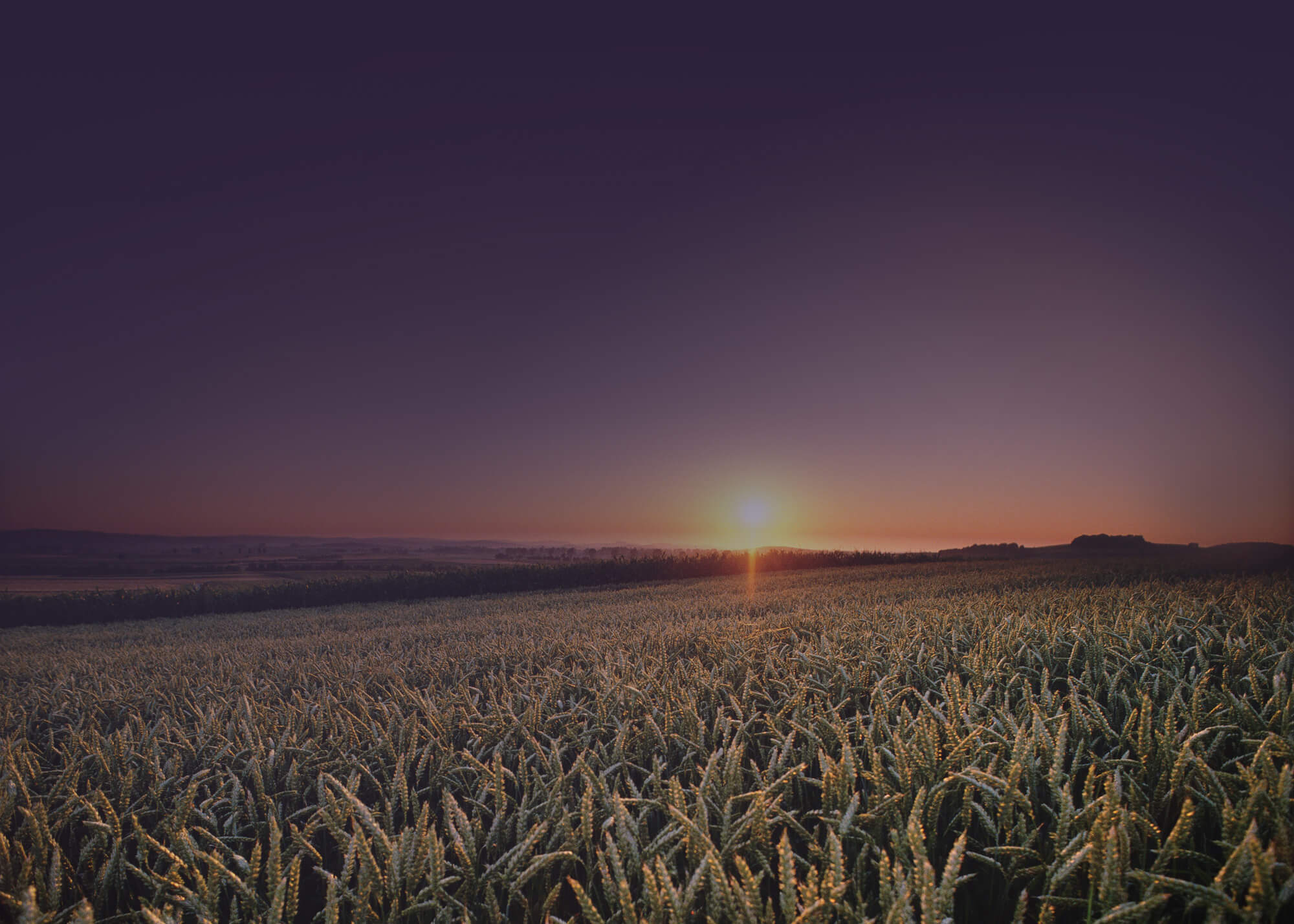 Let's talk about three options for organic weed control other than tillage.
